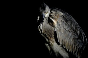 野鳥撮影は露出で決まる！Part2｜ミラーレス機だからこその作品作り EVFの利点を理解する＋RAWとJPGの違い