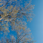 初心者におすすめのカメラ『富士フイルム X-T30 III』｜写真家 渡邉真弓