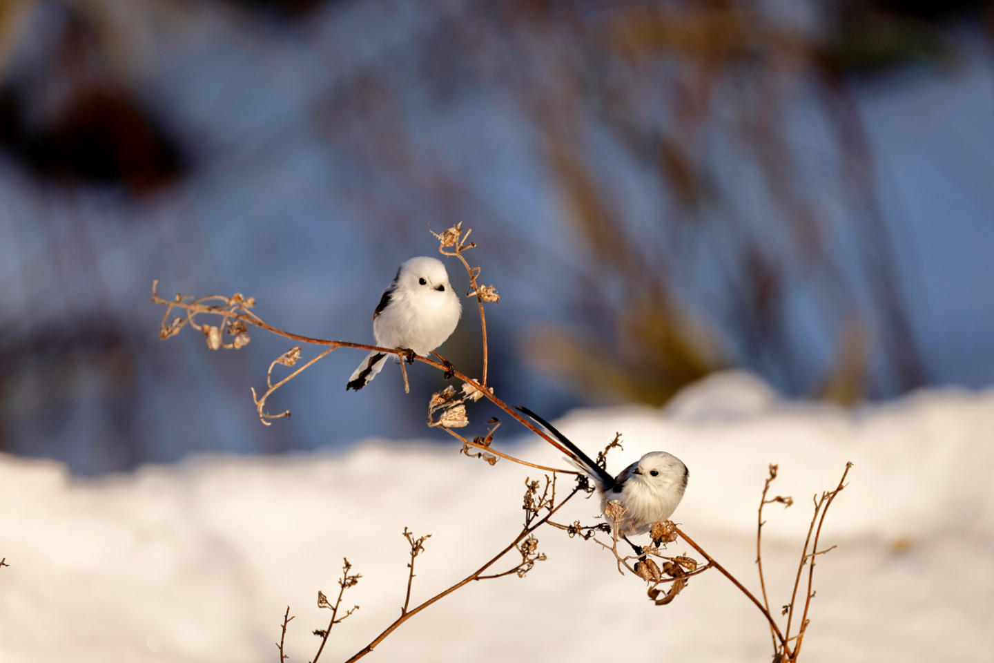 野鳥撮影は露出で決まる！Part3｜使いこなしたい最新の撮影機能を一挙紹介