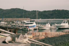 2026年2月21日(土)開催 ニコン プロカメラマンオンラインセミナー 講師：コムロ ミホ氏｜全国のカメラのキタムラ50店舗でライブ中継！