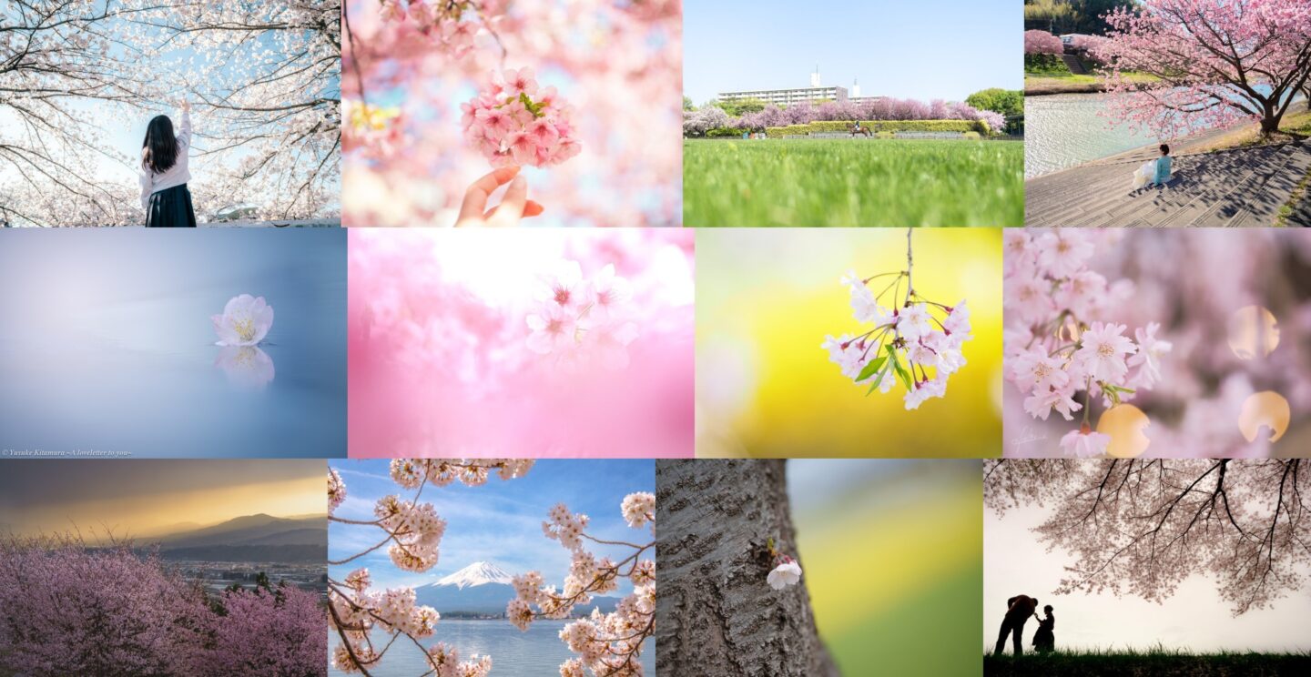 プロカメラマンが紹介するジャンル別『桜の撮り方13選』