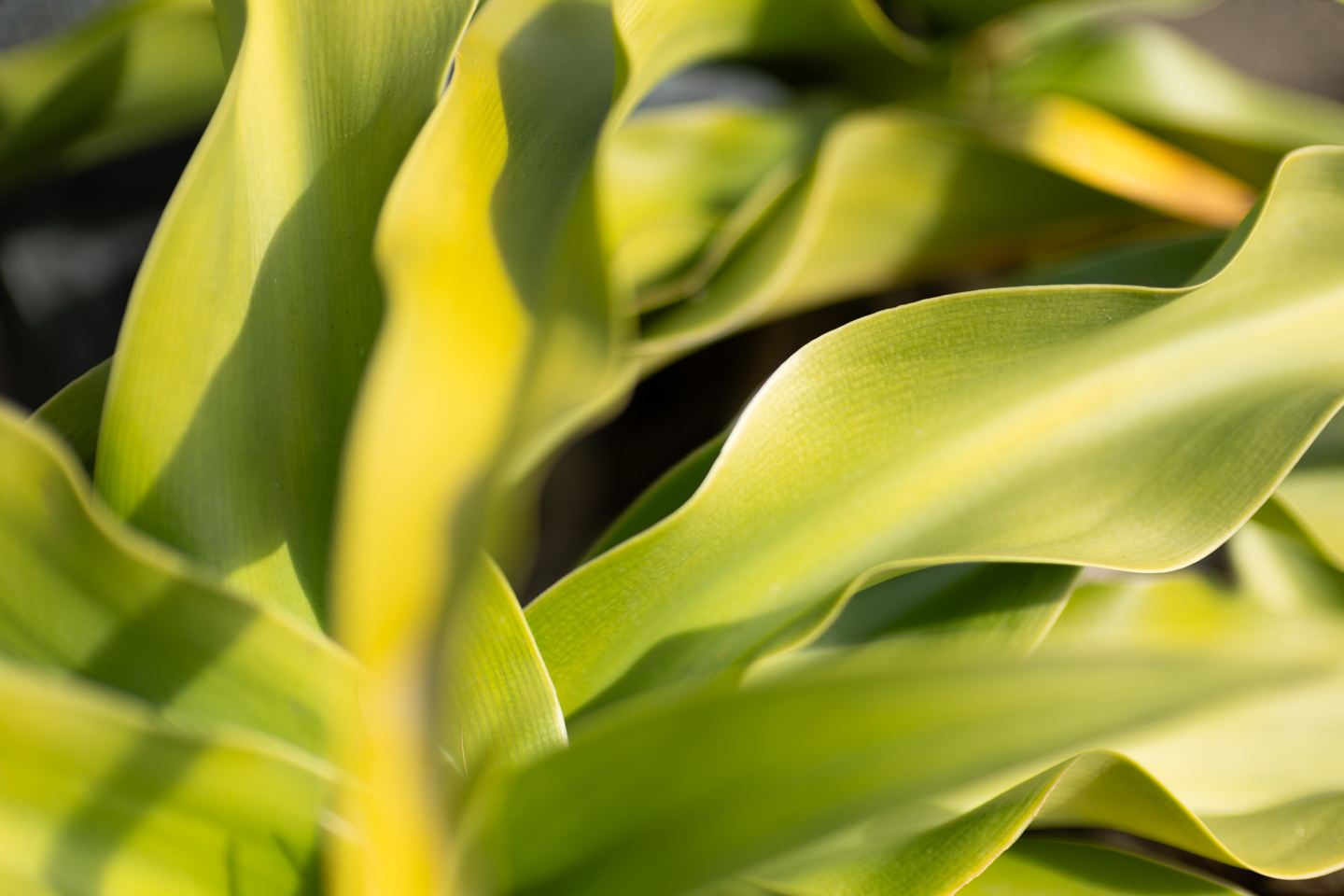 キヤノン RF45mm F1.2 STM レビュー｜自然な視線を捉える標準単焦点レンズ