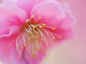 マクロで撮ろう梅の花｜クニさんの季節の花レシピ