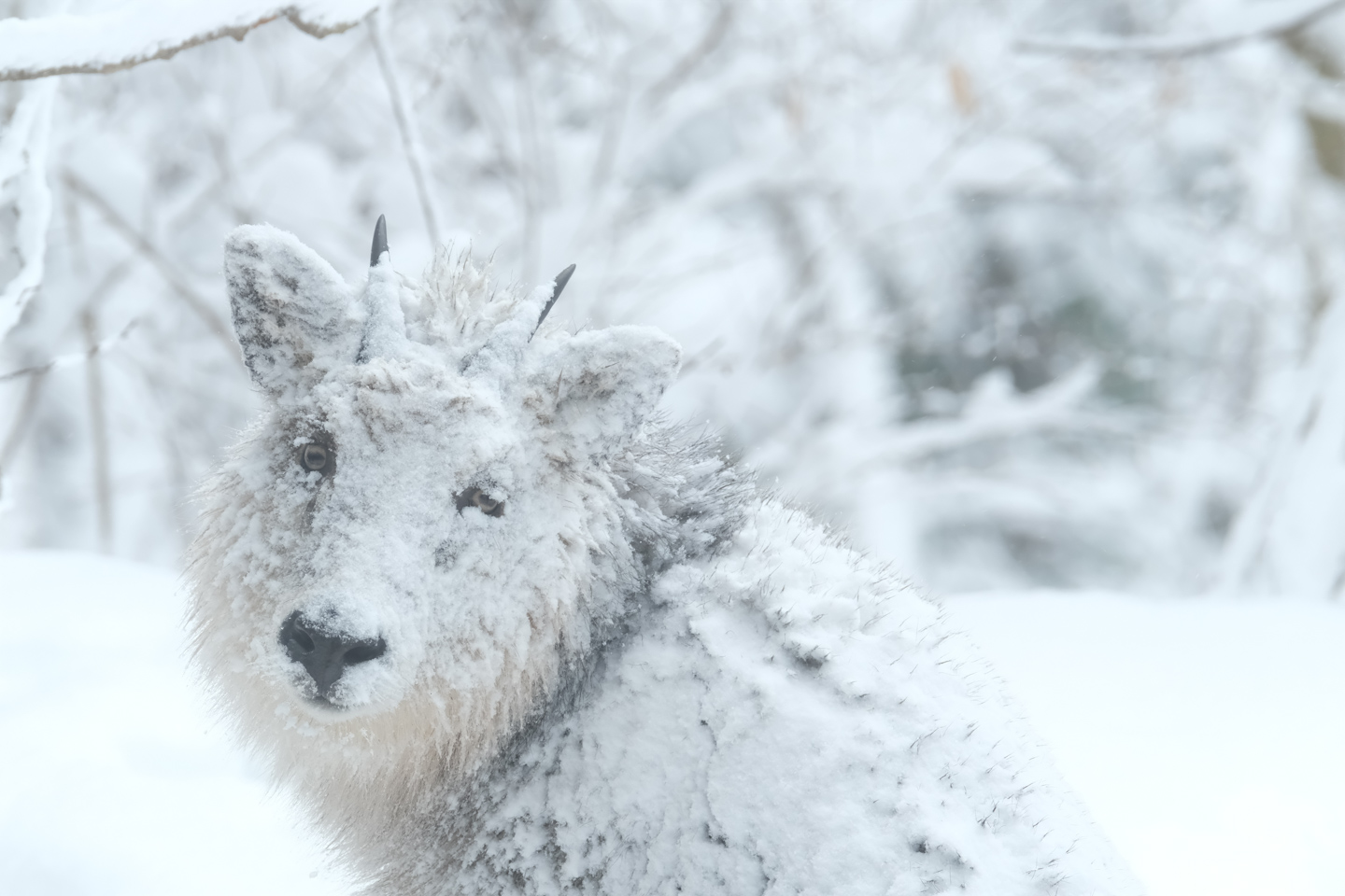 髙橋忠照 共同写真展『「探」動物撮影 方法論 ～導き出されたPosition～』2月27日～3月13日＠HoP in Metaverse