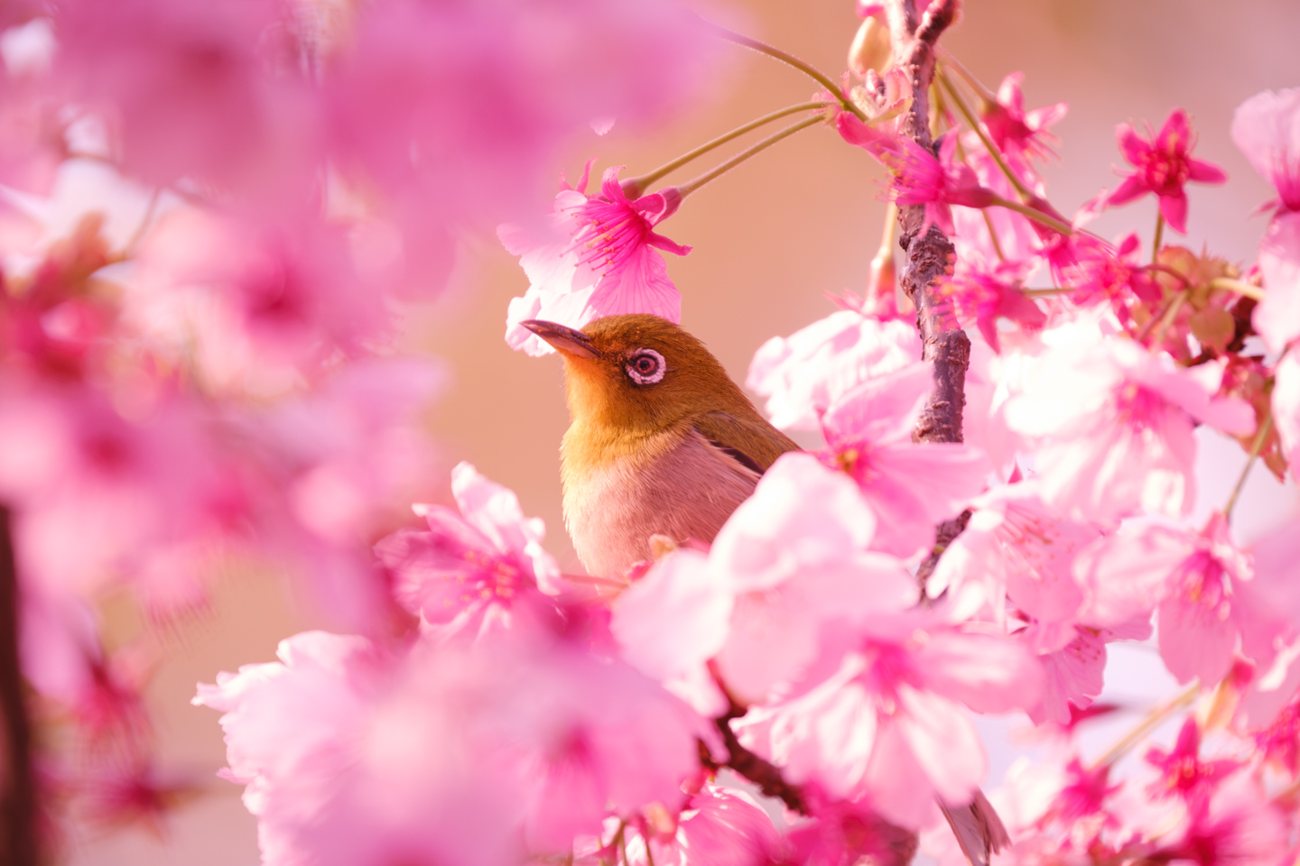 野鳥と花々との共演｜春の花絡みを狙う！