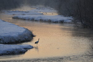 キヤノン EOS R6 Mark IIIは野鳥撮影に適しているか？｜戸塚学