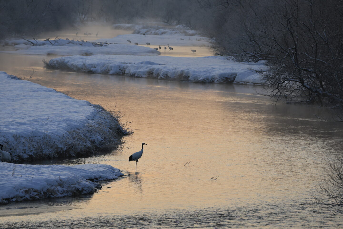 キヤノン EOS R6 Mark IIIは野鳥撮影に適しているか？｜戸塚学