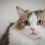 ソニー VLOGCAM ZV-E10 II レビュー｜ペトグラファー 小川晃代