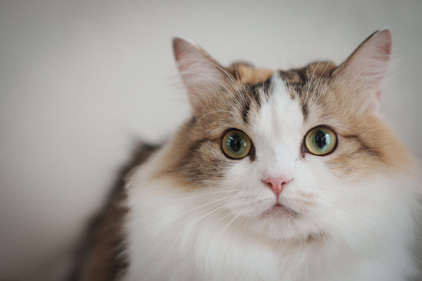 ソニー VLOGCAM ZV-E10 II レビュー｜ペトグラファー 小川晃代