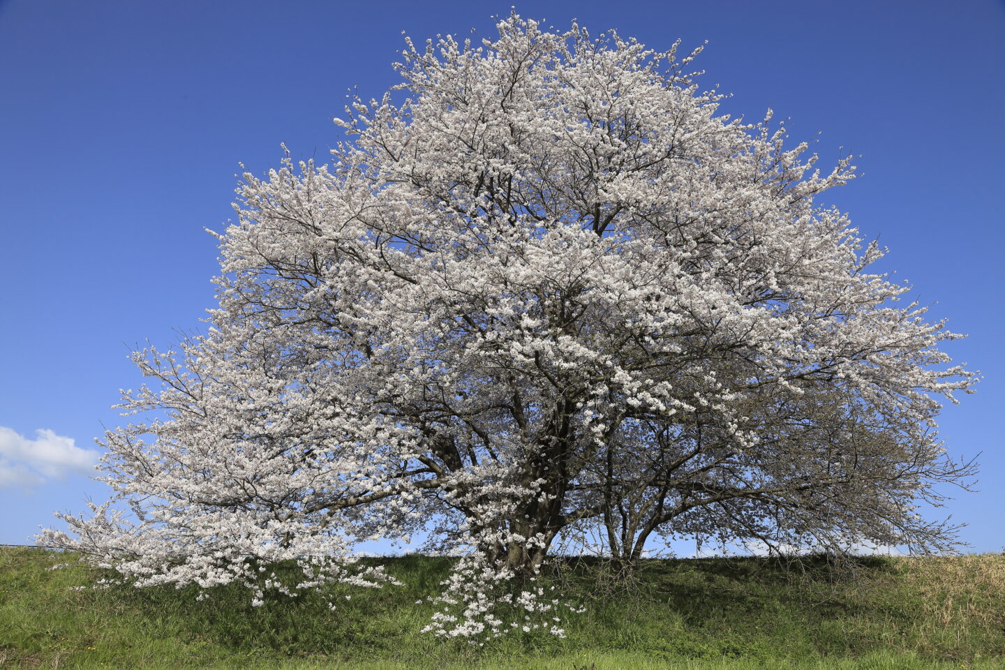 今年だけの桜の表情を残すための基本とテクニック｜斎藤裕史