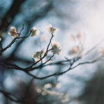 第11回フィルムカメラを始めよう！新生活はミノルタのフィルムカメラで：Minolta X-700編