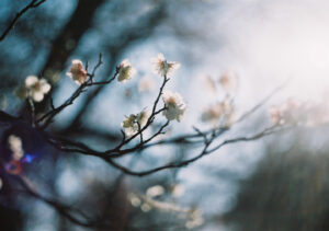 第11回フィルムカメラを始めよう！新生活はミノルタのフィルムカメラで：Minolta X-700編