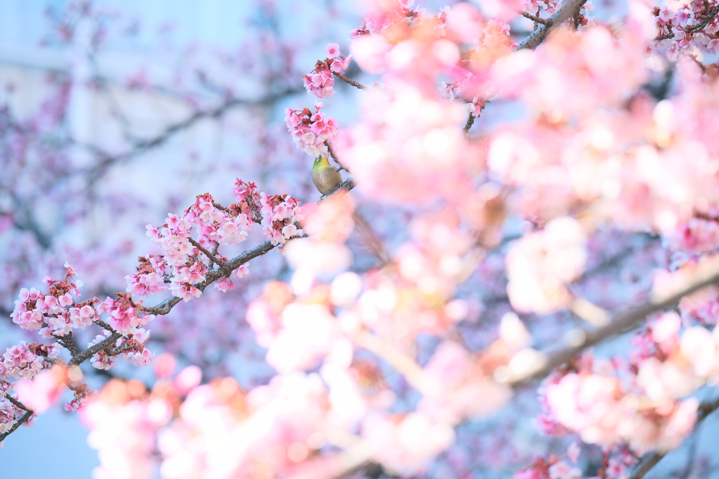 タムロン 35-150mm F/2-2.8 Di III VXDレビュー｜1本で楽しむ桜スナップ