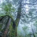 自然が織りなす「命の繋がり」を見つめる。写真家・萩原れいこが語る風景写真の魅力