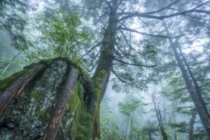 自然が織りなす「命の繋がり」を見つめる。写真家・萩原れいこが語る風景写真の魅力
