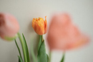 写真に温度感を宿す、ニコン Zfのフィルムグレインで広がる表現