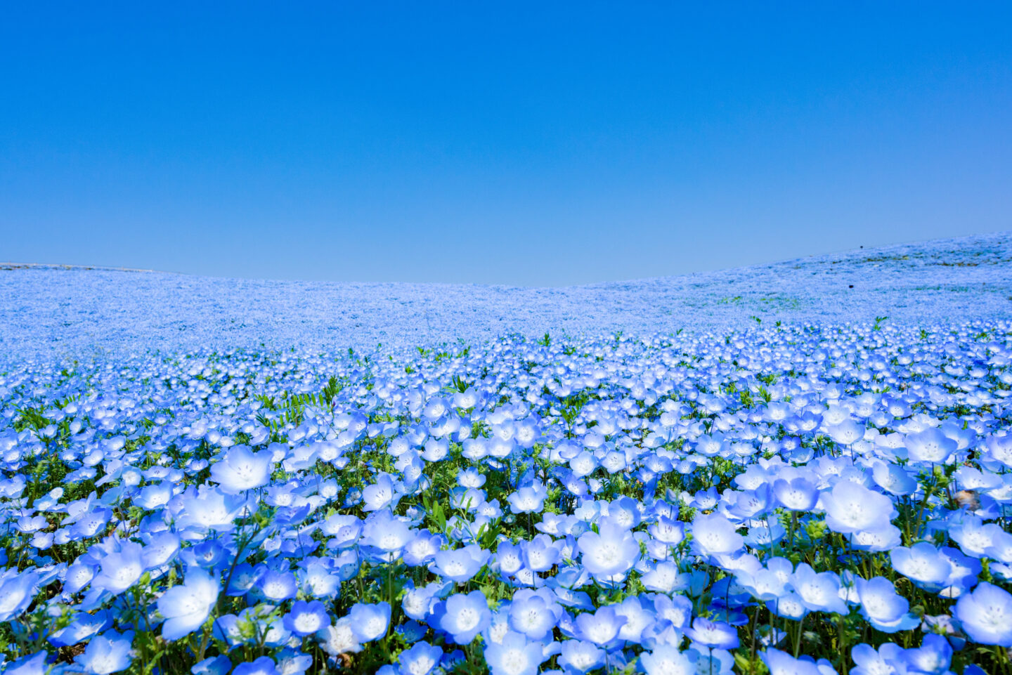 レンズやアクセサリーで写真は変わる！いつもと違った春のイメージを撮ってみよう！