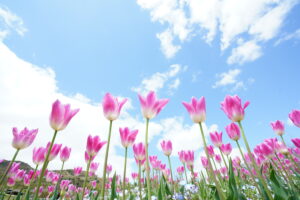 目からうろこ！並木隆の花撮影術｜チューリップをとことん楽しむ