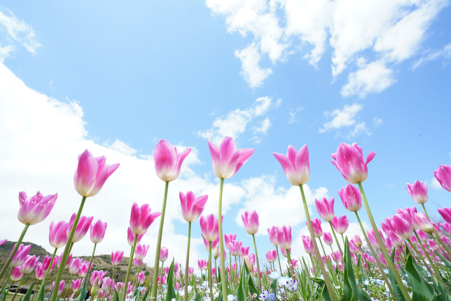 目からうろこ！並木隆の花撮影術｜チューリップをとことん楽しむ