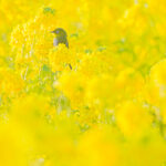 撮りたいが撮れるに変わる ソニー α7 V ｜山本まりこ