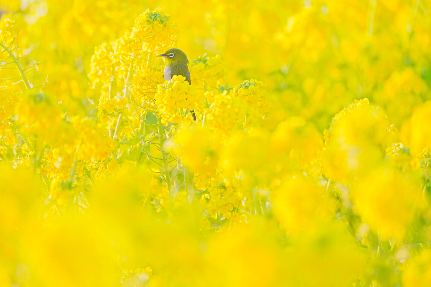 撮りたいが撮れるに変わる ソニー α7 V ｜山本まりこ