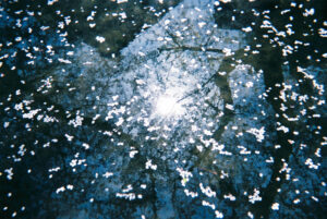 ＃『春の様々な表現をフィルムカメラで』｜フィルムカメラの魅力　国分真央