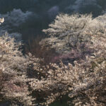 パナソニック LUMIX S1RII ＆ LUMIX S PRO 70-200mm F2.8 O.I.S.で撮る春の日本の色