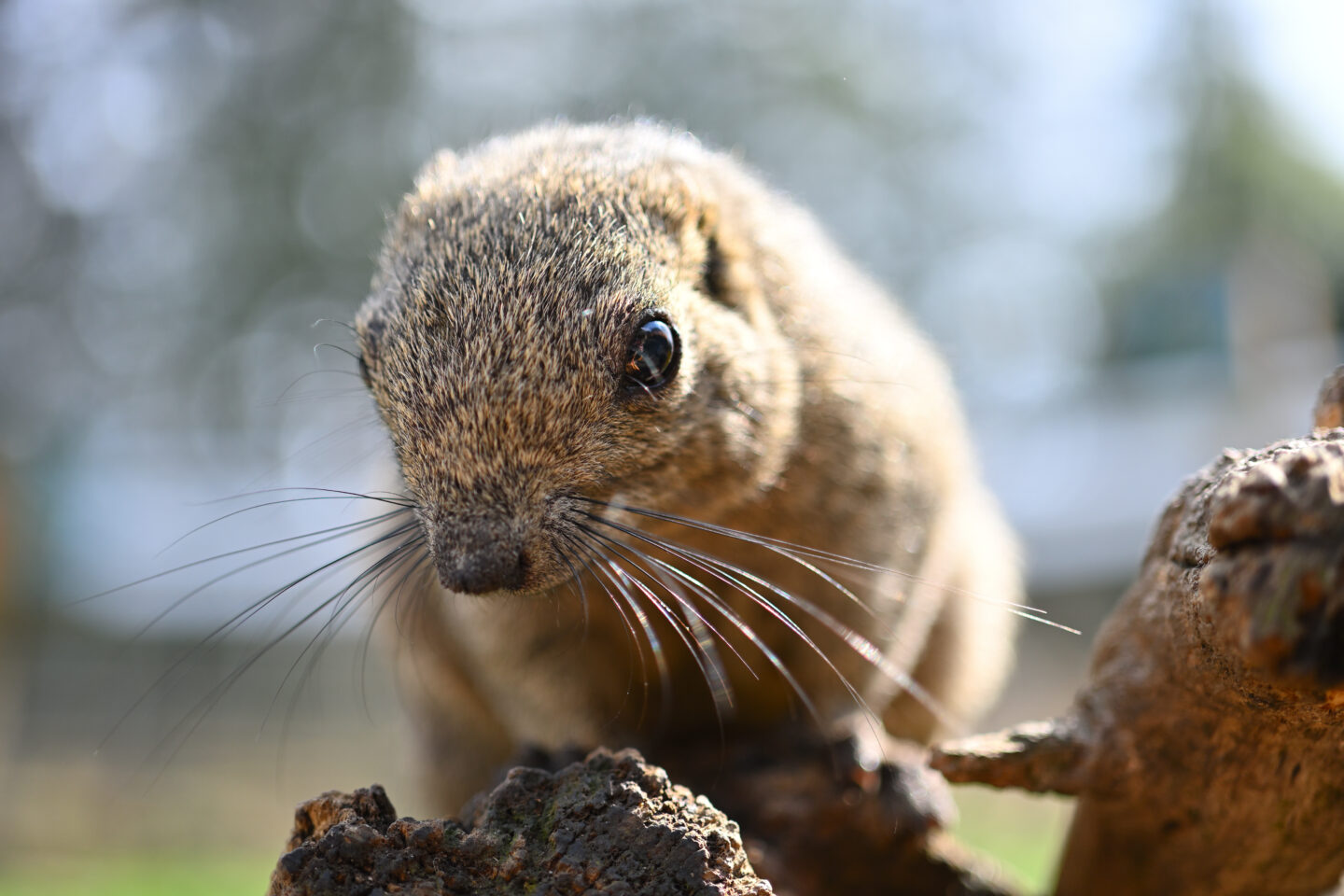 ニコン NIKKOR Z DX MC 35mm f/1.7 レビュー｜開放値F1.7！コスパの良すぎるマイクロレンズ