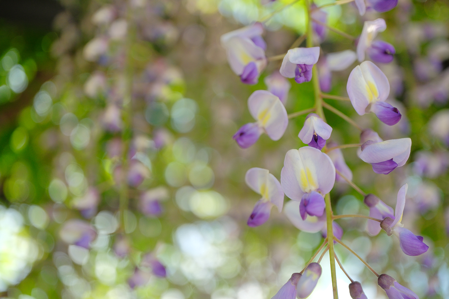 マクロで撮ろう藤・ルピナス｜クニさんの季節の花レシピ