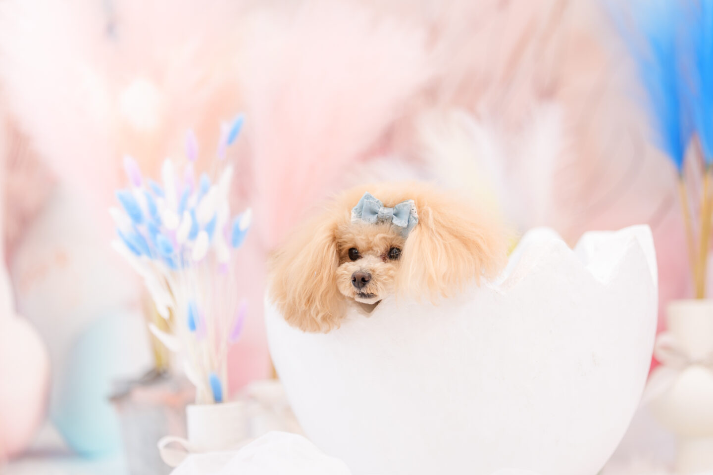 ソニー FE 50-150mm F2 GM レビュー｜ペトグラファー 小川晃代