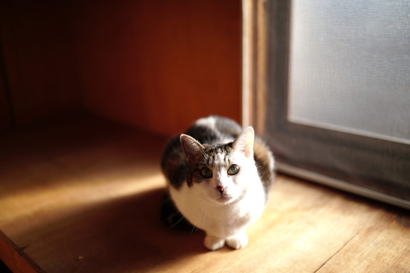 シグマ 35mm F1.4 DG II | Art　Artレンズで叶う写真表現