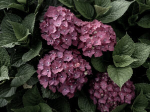 OM SYSTEM OMを使って個性的な風景スナップを撮る