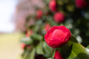 キヤノン RF20mm F1.4 L VCM レビュー｜広いだけじゃない、寄れる20mm