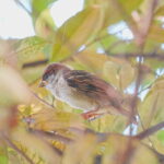 野鳥を撮りたいあなたへ。鳥との距離が変わる1本。ソニー FE 200-600mm F5.6-6.3 G OSSレビュー