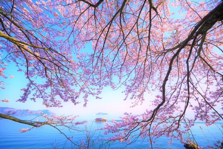 001マキノ町海津大崎　桜びわ湖.jpg
