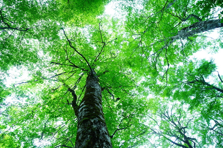 002朽木村 新緑.JPG