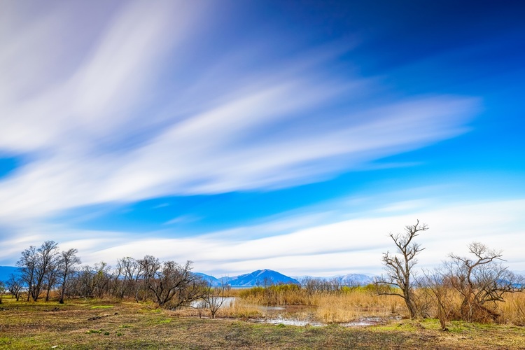 006 新旭 湿地帯.jpg