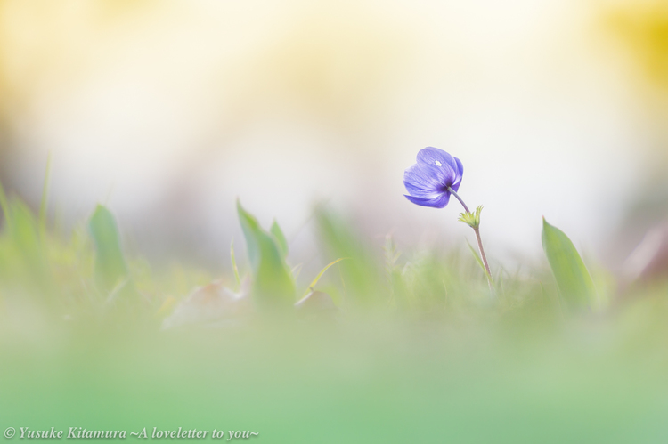 早春の花の撮り方｜北村佑介