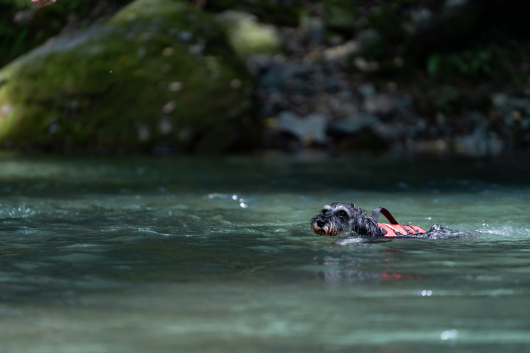 01_川で泳ぐ犬の作例.jpg