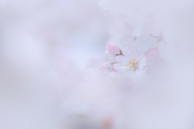 01_桜の写真.jpg
