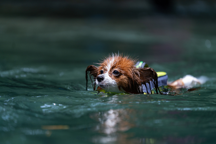 02_川で泳ぐ犬の作例.jpg