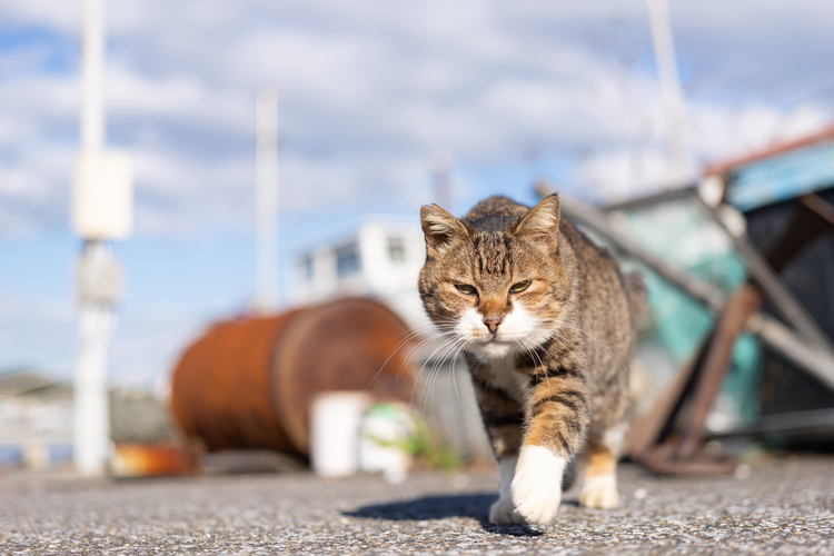 04_ソニーFE 50mm F25 Gで撮影した作例.jpg