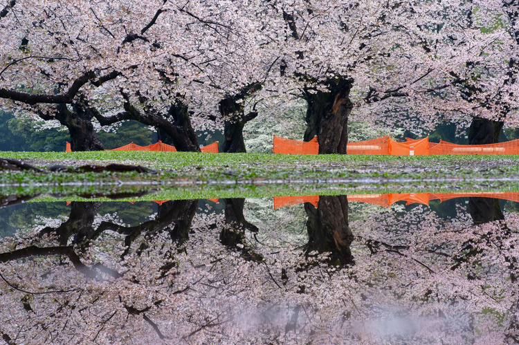 04_桜の作例.jpg