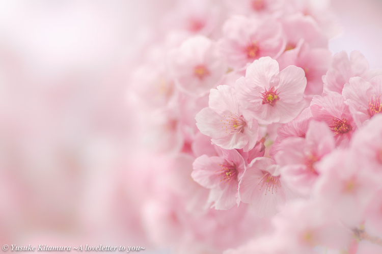 04_陽光桜の作例.JPG