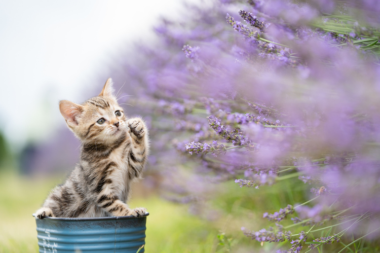 ソニー FE 70-200mm F2.8 GM OSSで撮る動物写真｜小川晃代