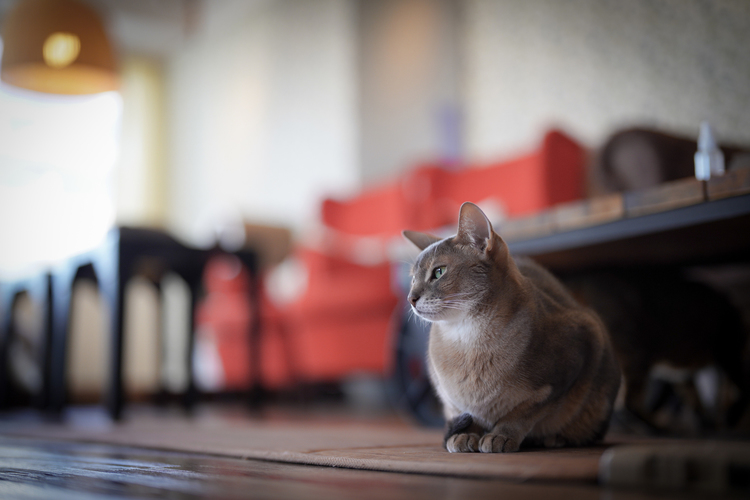 06_ペトグラファー小川さん湯沢さんが撮影した猫の写真.jpg