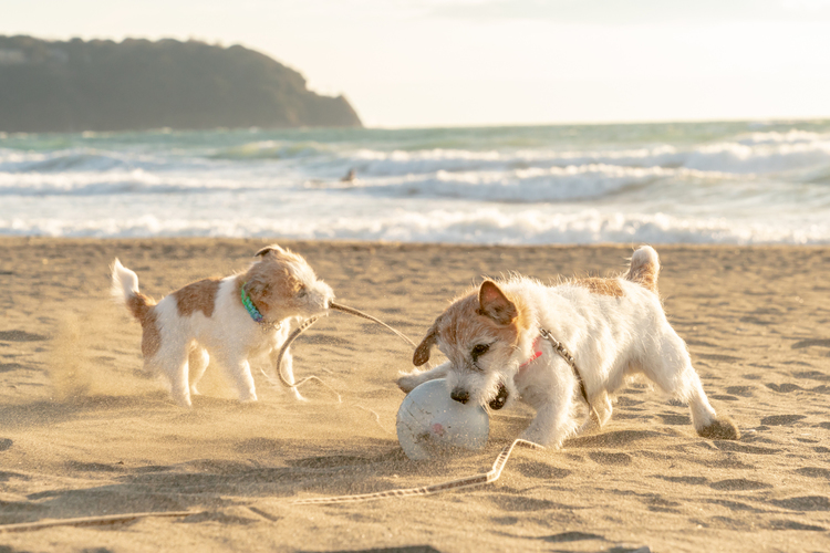 07_砂浜で遊ぶ犬の作例.jpg