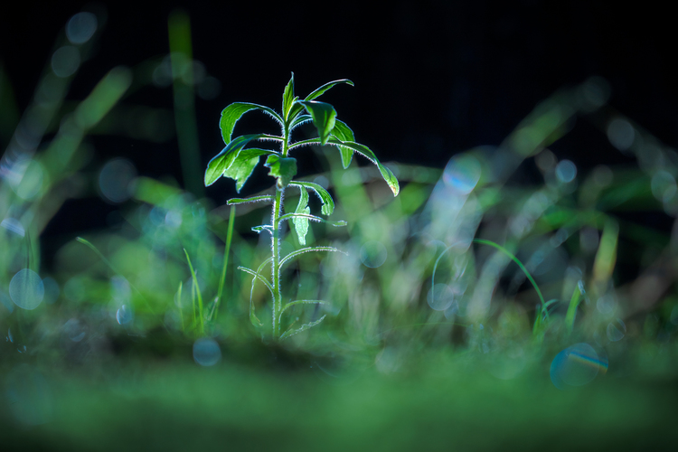 09_ソニー FE 24-105mm F4 G OSSで撮影した作例.jpg