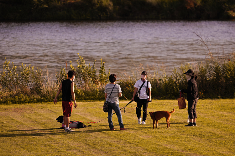 09_SIGMA 150-600mm F5-63 DG DN OS  Sportsで河川敷をイヌを連れて散歩する様子を撮影した作例.jpg