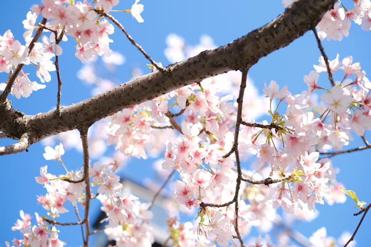 (見出し)桜をアスティアで撮影した写真.JPG